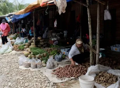 Таро - тропічний картопля - ароїдні від болота до акваріума