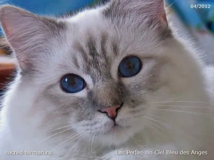 Священна Бірма - розплідник бірманських кішок, birman cattery adoration (Бірма) Священна Бірма - розплідник бірманських кішок, birman cattery adoration
