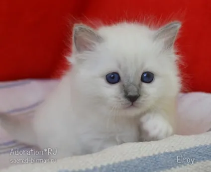 Священна Бірма - розплідник бірманських кішок, birman cattery adoration (священна) Священна Бірма - розплідник бірманських кішок, birman cattery adoration