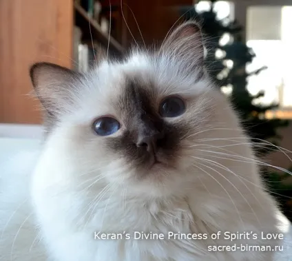 Священна Бірма - розплідник бірманських кішок, birman cattery adoration (sbi) Священна Бірма - розплідник бірманських кішок, birman cattery adoration