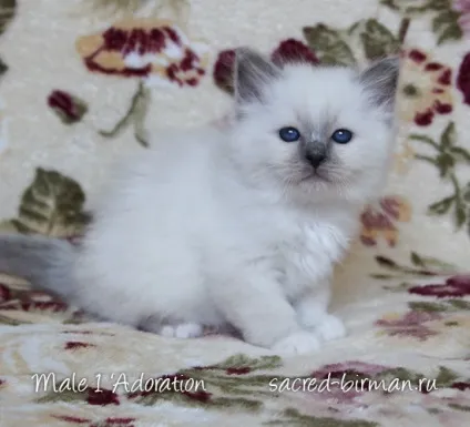 Священна Бірма - розплідник бірманських кішок, birman cattery adoration (священна) Священна Бірма - розплідник бірманських кішок, birman cattery adoration