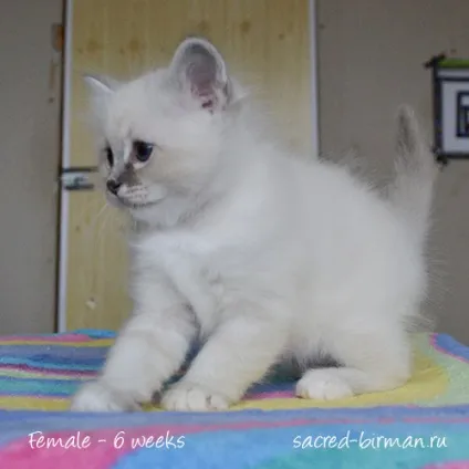 Священна Бірма - розплідник бірманських кішок, birman cattery adoration (sacred birman) Священна Бірма - розплідник бірманських кішок, birman cattery adoration