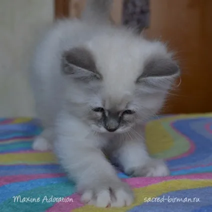 Священна Бірма - розплідник бірманських кішок, birman cattery adoration (Бірма) Священна Бірма - розплідник бірманських кішок, birman cattery adoration