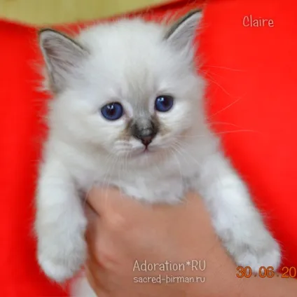 Священна Бірма - розплідник бірманських кішок, birman cattery adoration (sbi) Священна Бірма - розплідник бірманських кішок, birman cattery adoration
