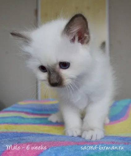 Священна Бірма - розплідник бірманських кішок, birman cattery adoration (cattery) Священна Бірма - розплідник бірманських кішок, birman cattery adoration