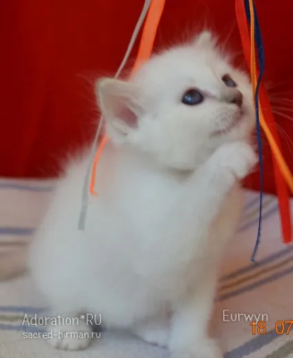 Священна Бірма - розплідник бірманських кішок, birman cattery adoration (birman) Священна Бірма - розплідник бірманських кішок, birman cattery adoration