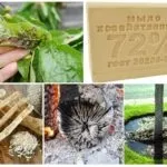 Попелиця на черемшині - як боротися і чим обробити (боротися) Попелиця на черемшині - як боротися і чим обробити