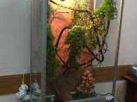 Тераріум, chameleon world