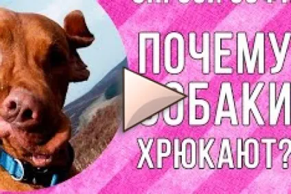 Товста шкіра або гіперкератоз (товста) Товста шкіра або гіперкератоз