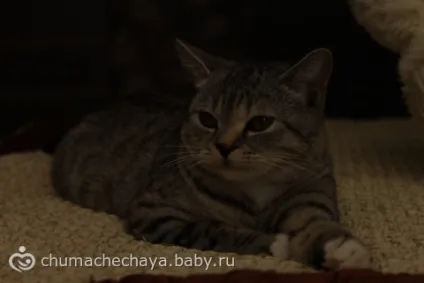 Тестування саморобних відбивачів і розсіювача для вбудованого спалаху на фотоапараті (спалаху) Тестування саморобних відбивачів і розсіювача для вбудованого спалаху на фотоапараті
