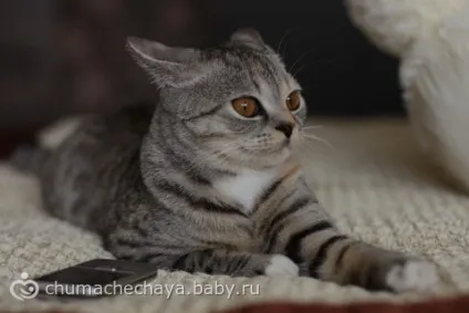 Тестування саморобних відбивачів і розсіювача для вбудованого спалаху на фотоапараті (вбудованої) Тестування саморобних відбивачів і розсіювача для вбудованого спалаху на фотоапараті