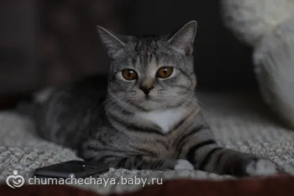 Тестування саморобних відбивачів і розсіювача для вбудованого спалаху на фотоапараті (розсіювача) Тестування саморобних відбивачів і розсіювача для вбудованого спалаху на фотоапараті