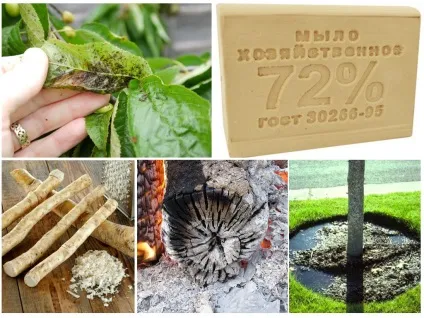 Попелиця на черемшині - як боротися і чим обробити (Залити холодної води) Попелиця на черемшині - як боротися і чим обробити
