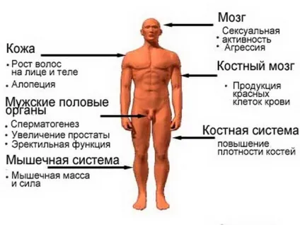 Тестостерон в таблетках які вибрати способи вживання