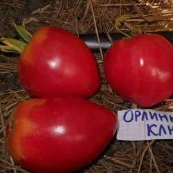 Томат орлиний дзьоб відгуки фото і характеристика сорту (відгуки) Томат орлиний дзьоб відгуки фото і характеристика сорту