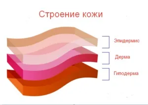 Тонка шкіра обличчя що робити для збереження молодості (шкіра) Тонка шкіра обличчя що робити для збереження молодості