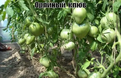 Томат орлиний дзьоб відгуки фото і характеристика сорту (фото) Томат орлиний дзьоб відгуки фото і характеристика сорту