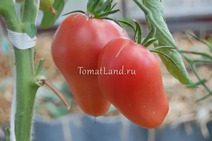 Томат орлиний дзьоб відгуки, фото, врожайність (орлиний) Томат орлиний дзьоб відгуки, фото, врожайність