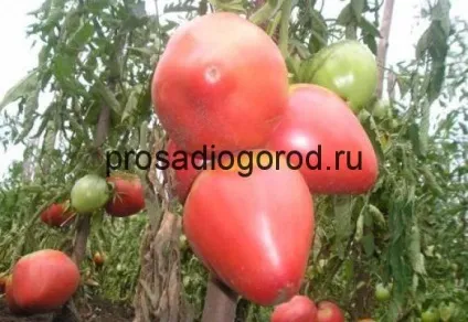 Томат орлиний дзьоб опис сорту, характеристика помідор, вирощування, фото і відео