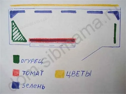 Томати-карлики в сибіру
