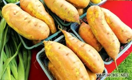 Тропічна картопля