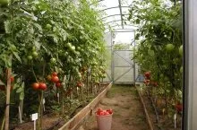 Добрива для томатів чим і коли проводити кореневі і позакореневе підживлення (підживлення) Добрива для томатів чим і коли проводити кореневі і позакореневе підживлення