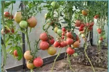 Добрива для томатів чим і коли проводити кореневі і позакореневе підживлення (томатів) Добрива для томатів чим і коли проводити кореневі і позакореневе підживлення