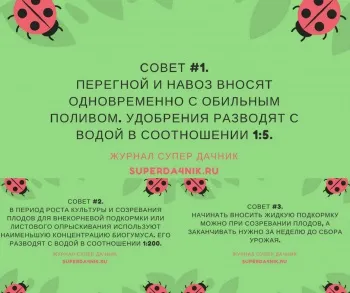 Добриво дині органічні, мінеральні, як вносити (мінеральні) Добриво дині органічні, мінеральні, як вносити