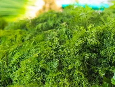 Кріп, вирощування томатів на дачній ділянці (перші сходи з'являються) Кріп, вирощування томатів на дачній ділянці