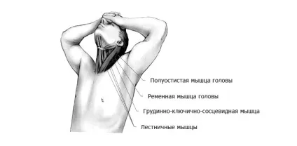 Вправи на розтяжку шиї (напівостистий ремінна м'язи) Вправи на розтяжку шиї