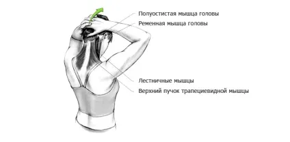 Вправи на розтяжку шиї (вправи) Вправи на розтяжку шиї