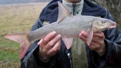 Усач - рибалка на Кубані