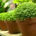 Валлота догляд в домашніх умовах, розмноження, фото і відео (розмноження) Валлота догляд в домашніх умовах, розмноження, фото і відео