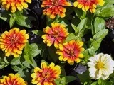 Догляд за нарцисами - підгодівля і полив нарцисів, розпушування грунту; підготовка нарцисів до зими (нарцис) Догляд за нарцисами - підгодівля і полив нарцисів, розпушування грунту; підготовка нарцисів до зими