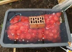 У чому замочити лук перед посадкою (замочування лука перед посадкою) У чому замочити лук перед посадкою
