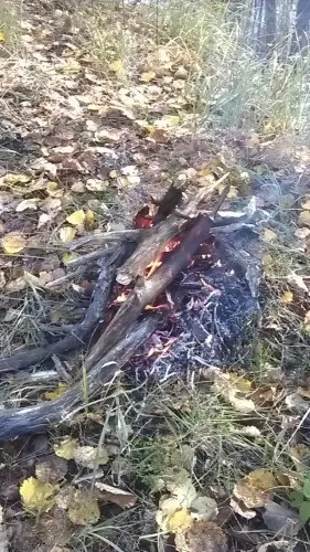 Важливість значення лісу для людини і чому ліс треба берегти (людини) Важливість значення лісу для людини і чому ліс треба берегти