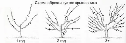 Догляд за агрусом