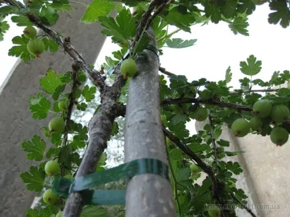 Догляд за агрусом