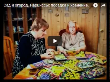 Догляд за нарцисами - підгодівля і полив нарцисів, розпушування грунту; підготовка нарцисів до зими (нарцисів) Догляд за нарцисами - підгодівля і полив нарцисів, розпушування грунту; підготовка нарцисів до зими