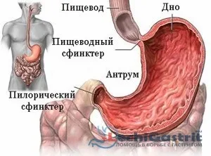 Поставлено діагноз антрум гастрит - що це таке (атрофічний хронічний гастрит) Поставлено діагноз антрум гастрит - що це таке
