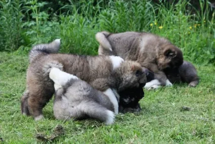 Правильний догляд за щеням кавказької вівчарки (вівчарка) Правильний догляд за щеням кавказької вівчарки