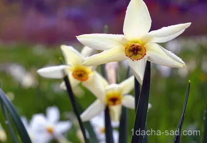 Правильна вигонка і посадка нарцисів навесні, мої ідеї для дачі та саду (вигонка) Правильна вигонка і посадка нарцисів навесні, мої ідеї для дачі та саду