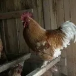 Вентиляція в курнику для чого потрібна і як зробити своїми руками (зробити) Вентиляція в курнику для чого потрібна і як зробити своїми руками