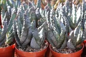Види і сорти алое декоративні, лікарські, опис, фото (види) Види і сорти алое декоративні, лікарські, опис, фото