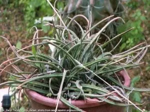 Види і сорти алое декоративні, лікарські, опис, фото (види) Види і сорти алое декоративні, лікарські, опис, фото