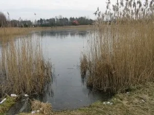 Вибираємо правильно місце для лову коропа (місце лову коропа) Вибираємо правильно місце для лову коропа