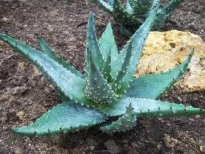 Види і сорти алое декоративні, лікарські, опис, фото (сорти) Види і сорти алое декоративні, лікарські, опис, фото