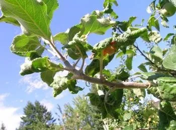 Вертушка з дисків для відлякування птахів (Наталія Волкова учень) Вертушка з дисків для відлякування птахів