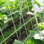 Вирощування огірків на шпалері, види шпалери і сітки, способи та схеми посадки (шпалери) Вирощування огірків на шпалері, види шпалери і сітки, способи та схеми посадки