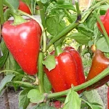 Вирощування розсади перцю, приватний будинок (перцю) Вирощування розсади перцю, приватний будинок